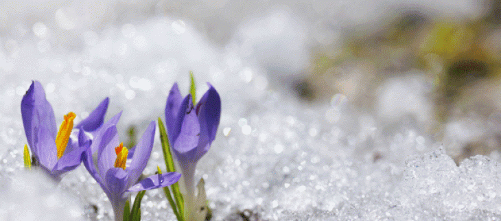 La chaleur précoce a entraîné une floraison avancée cette année, aussitôt mise en péril par les gelées tardives.