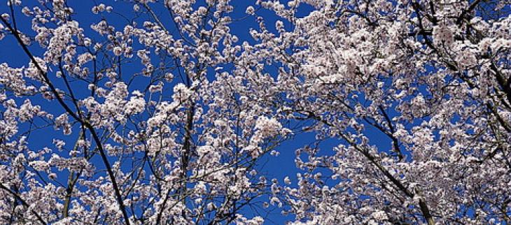 Le Printemps Meteo France