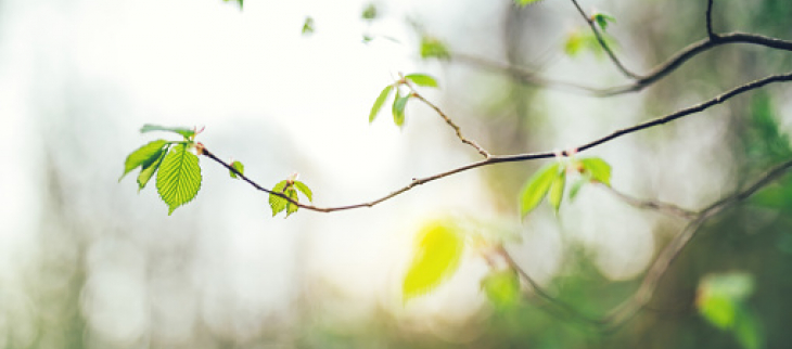 Le printemps s'éveille