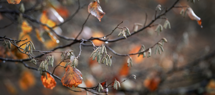 Pluie en automne.