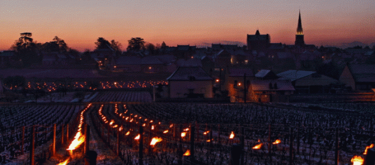 Lumignons dans les vignes à Meursault (21) cette fin de nuit
