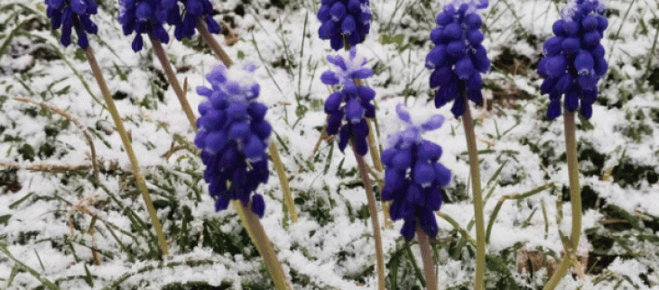 Le froid a contrarié l'arrivée du printemps