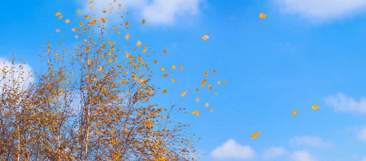 Feuilles emportées par le vent.