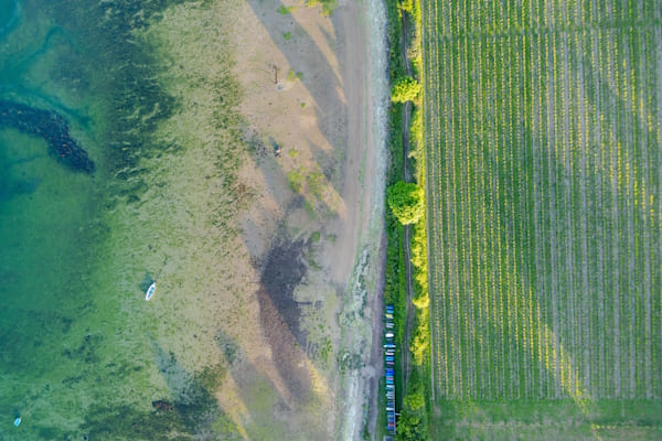 « Quand la vigne s’installe en Bretagne » © Baptiste Mourcel