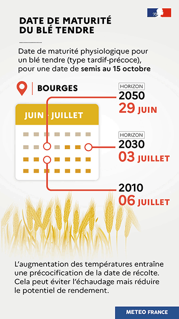 Evolution de la date de maturité du blé tendre © Météo-France