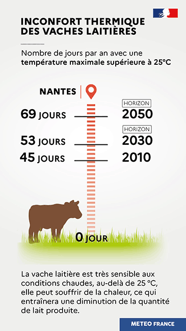 Evolution de l'inconfort thermique des vaches laitières © Météo-France